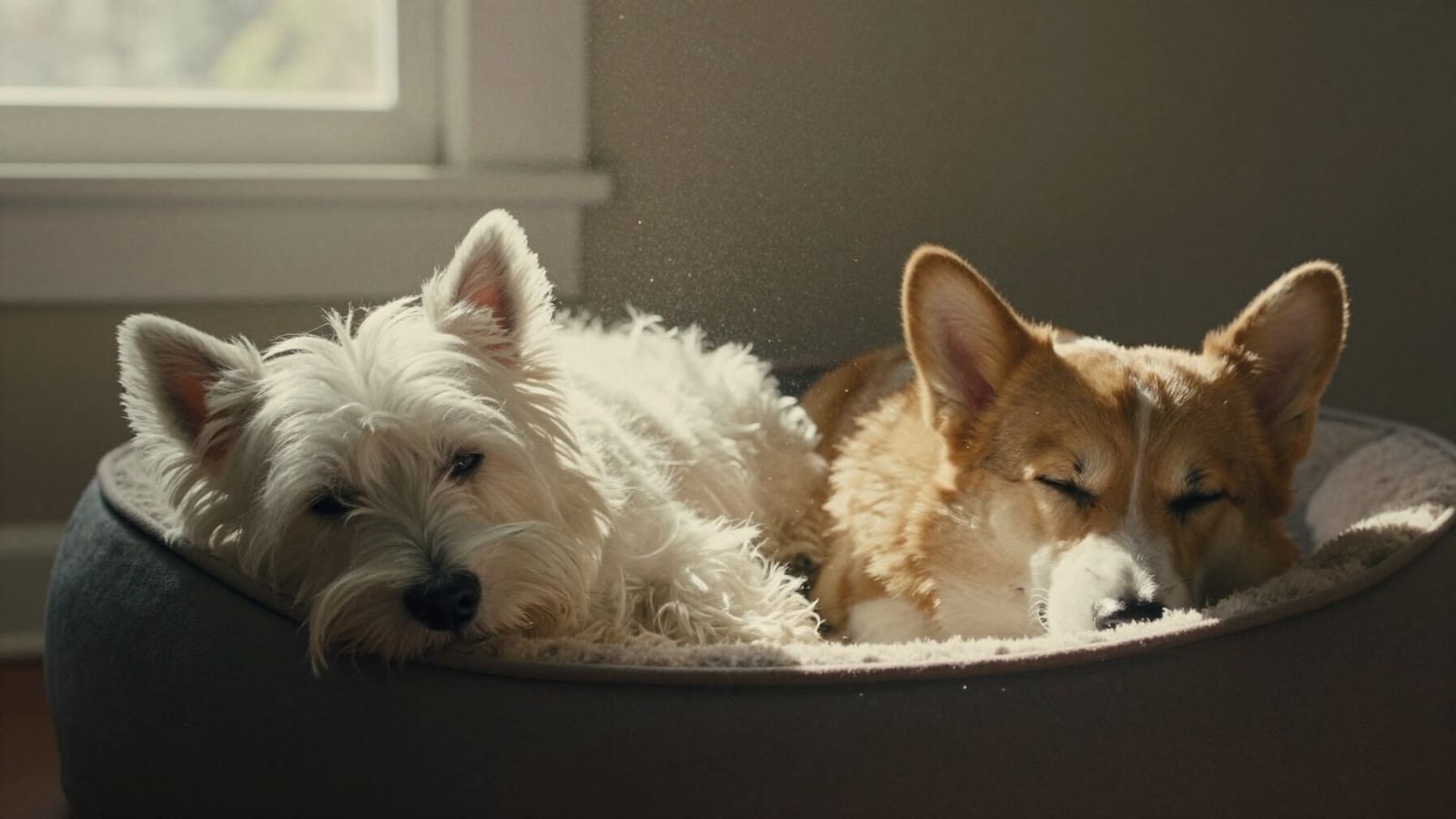 Corgi and Westie Napping in Sunlit Dog Bed