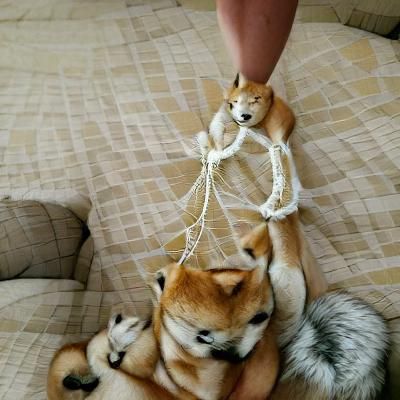 Shiba Inu in Shibari Style