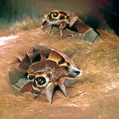 Detailed Portrait of a Horned Frog (Ceratophrys testudo)