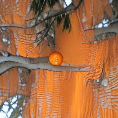 Vibrant Orange on a Tree Branch