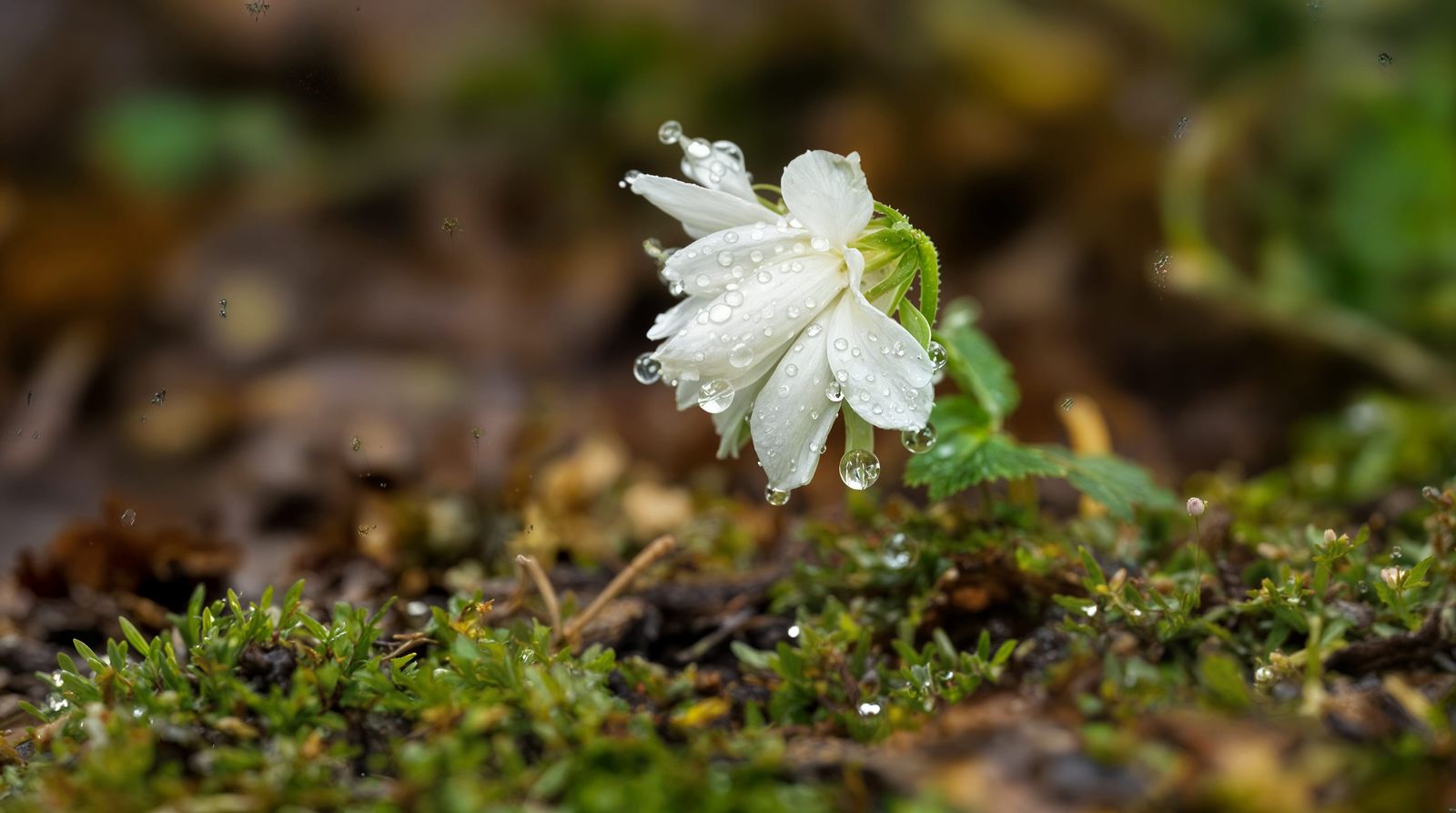 Delicate Wood Anemone in Spring Rain