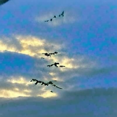 Wild Geese Flying at Sunset