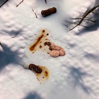 Surreal Scene of Unexpected Event in Snowy Woods