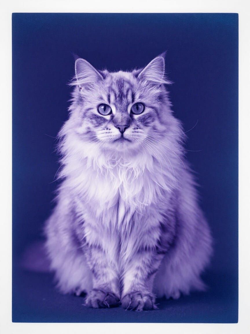 Ethereal Purple Fluffy Cat in Cyanotype Style