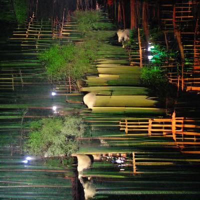 Moonlit Bamboo Grove: A Tranquil Night Scene