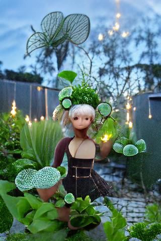 Garden Sprite with Pilea Pigtails at Dusk