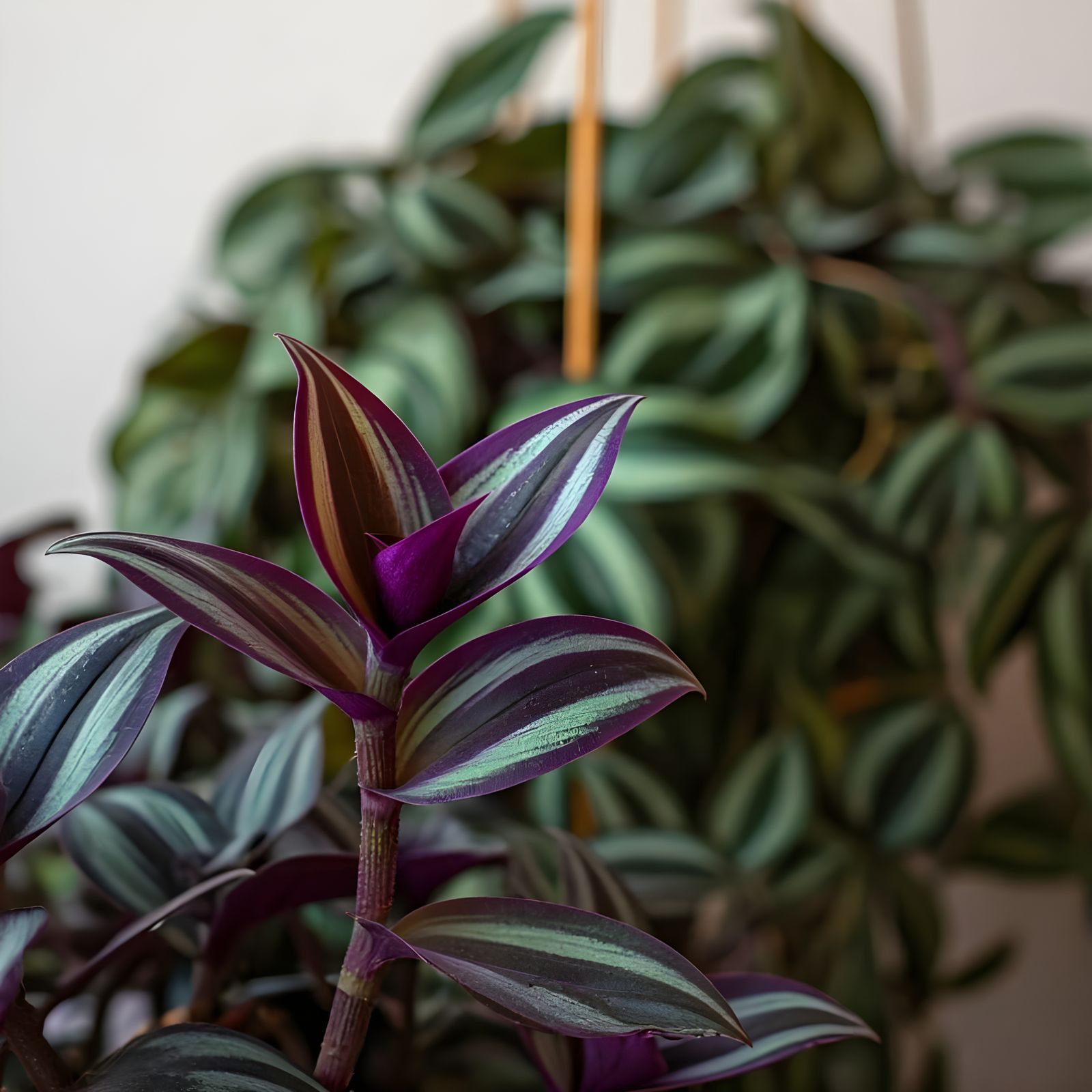 Vibrant Wandering Jew Plant in Hyper-Realistic Detail