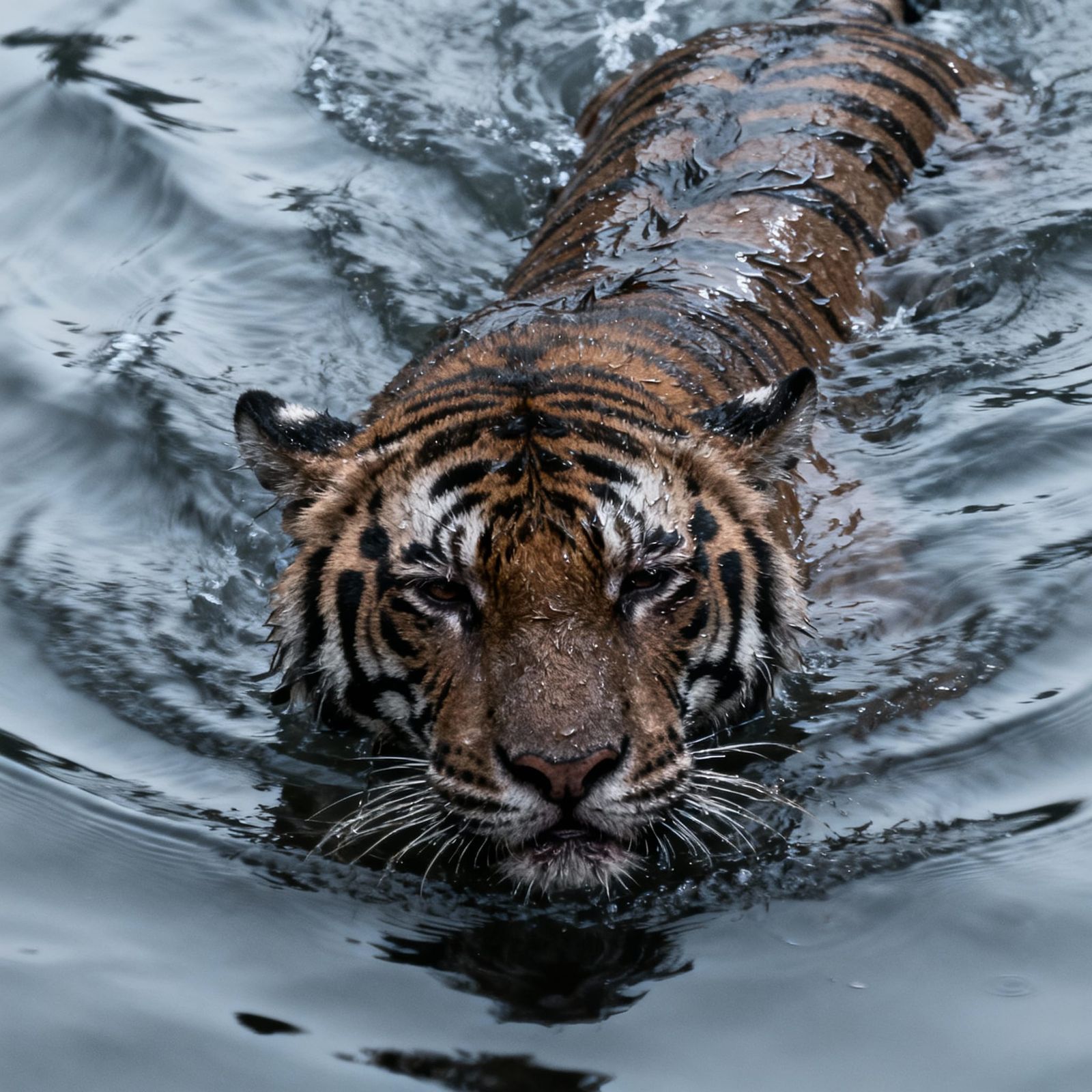 Tiger's Despair in Mysterious Rippling Waters