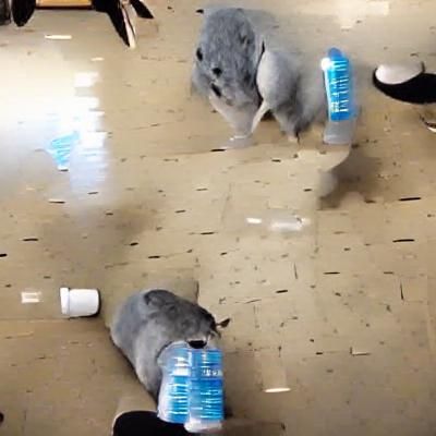 Chinchilla Slaps Water Bottle