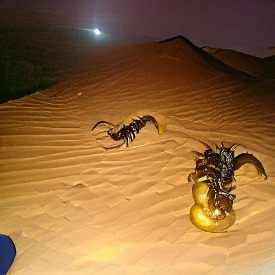Giant Scorpion in Arid Desert Landscape
