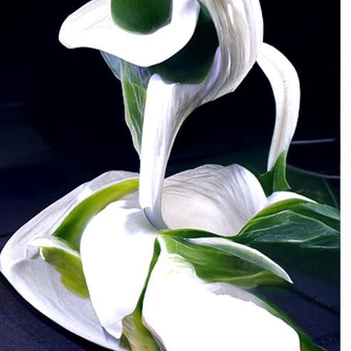 Elegant White Calla Lilies in Hyperrealism