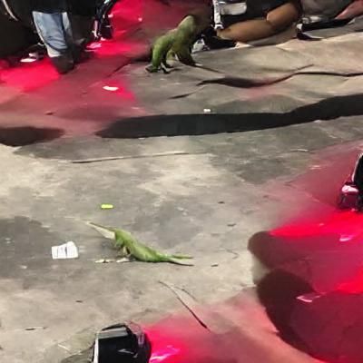 Iguana Rages at DMX Concert