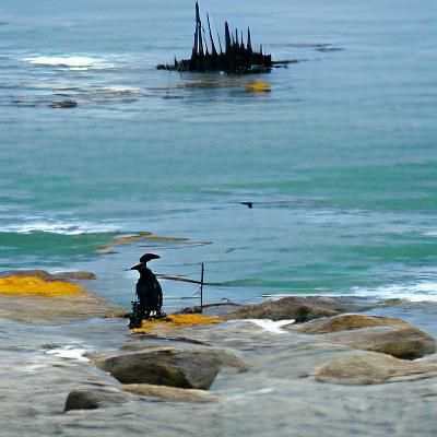 Cormorant Fisherman on a Misty Coast