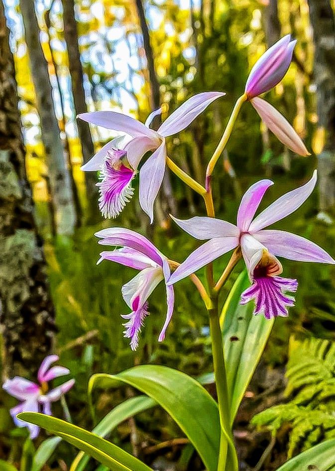 Orchids of Central America (not real)