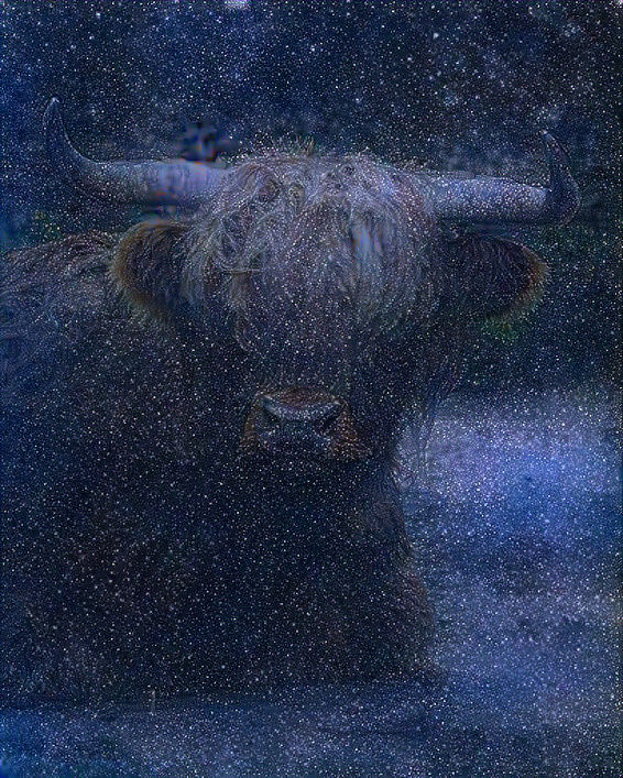 Highland-moo-moo