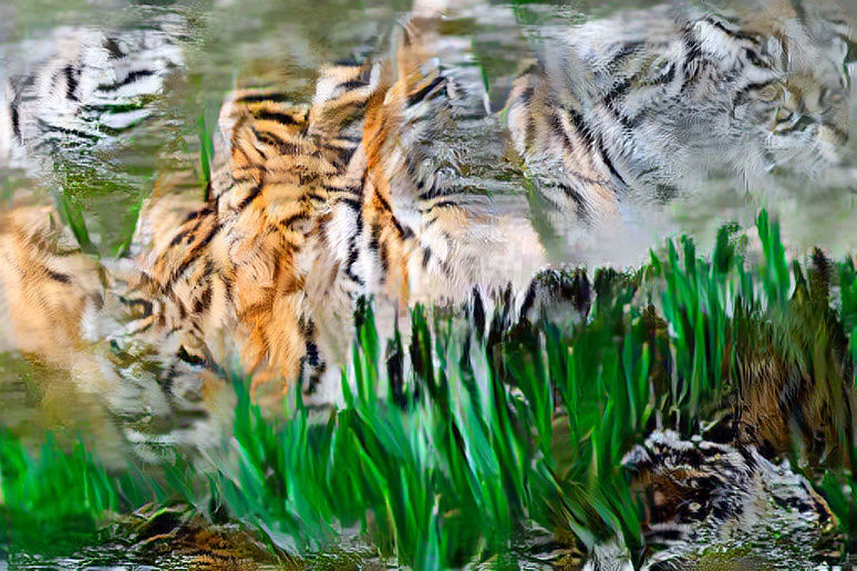 grassy tiger