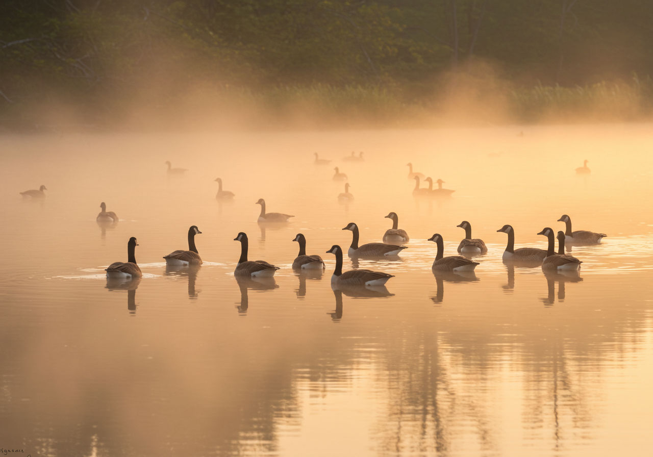 Canadian Geese