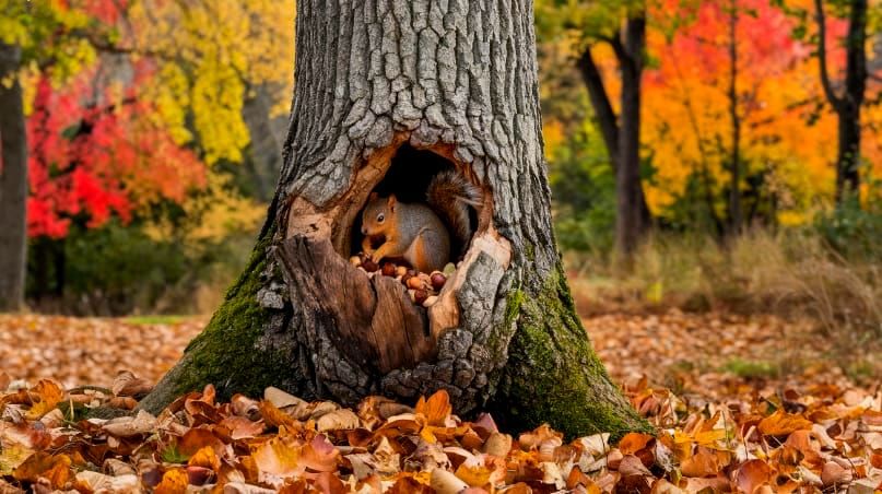 Squirrel Saving for the Winter to Come