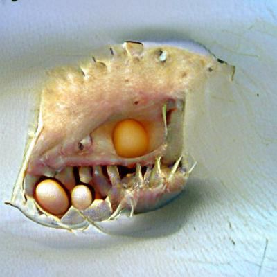 Egg with teeth