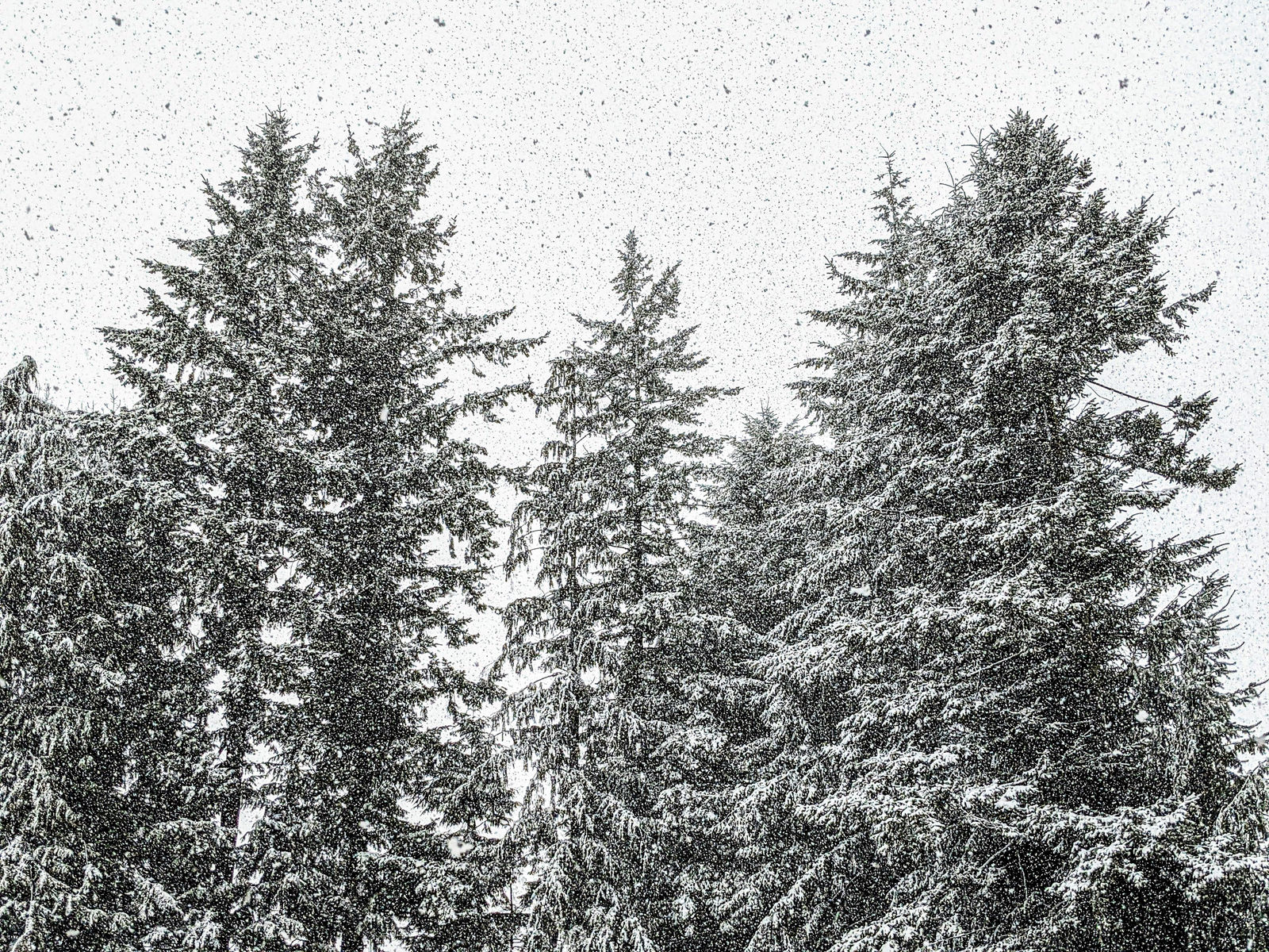 It's finally snowing!