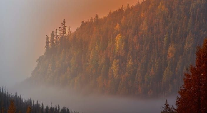 <lora:Nature LS V4:1.0> Over the mountains in the autumn forest in fog 