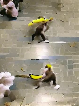 The monkey steals a banana