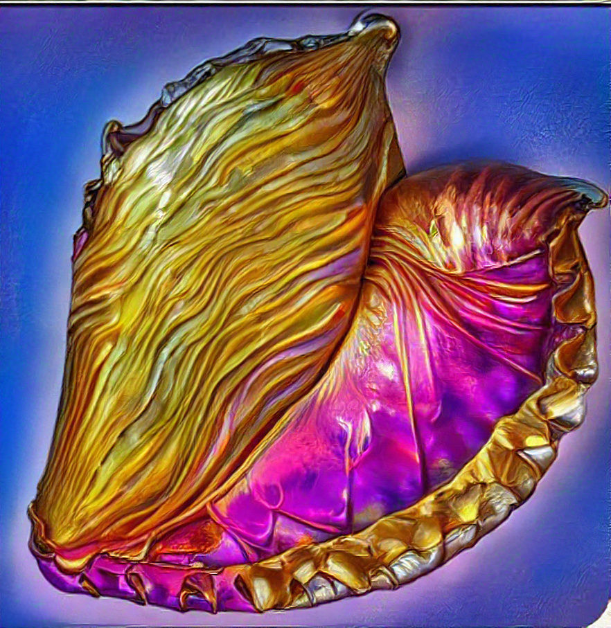 Conch golden swirl