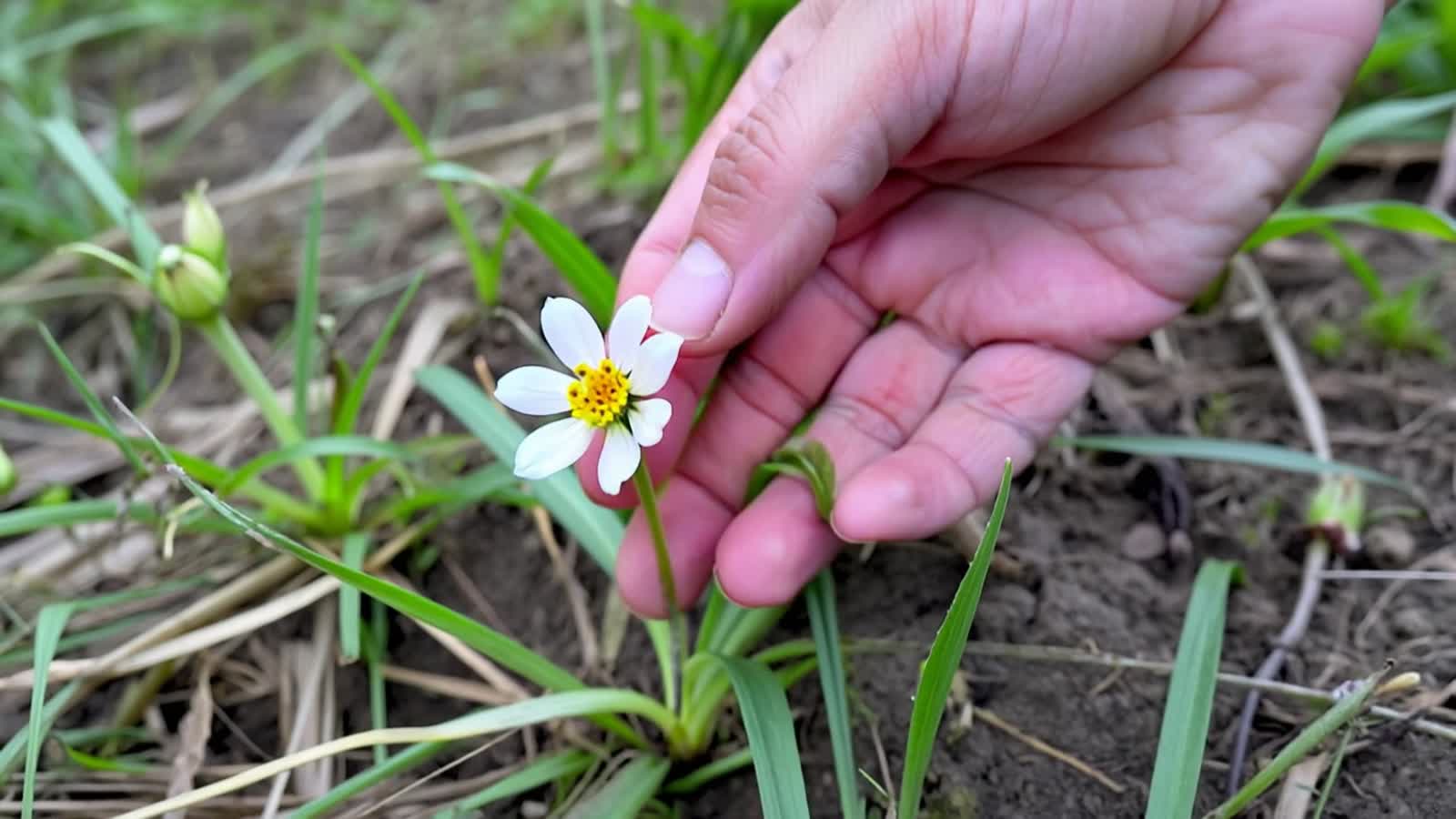 сделай мне видео, где рука человека вырывает первоцвет допустим подснежник