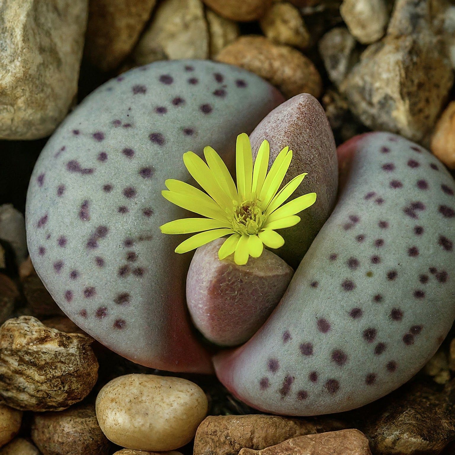 Pleiospilos Nelii, split rock plant