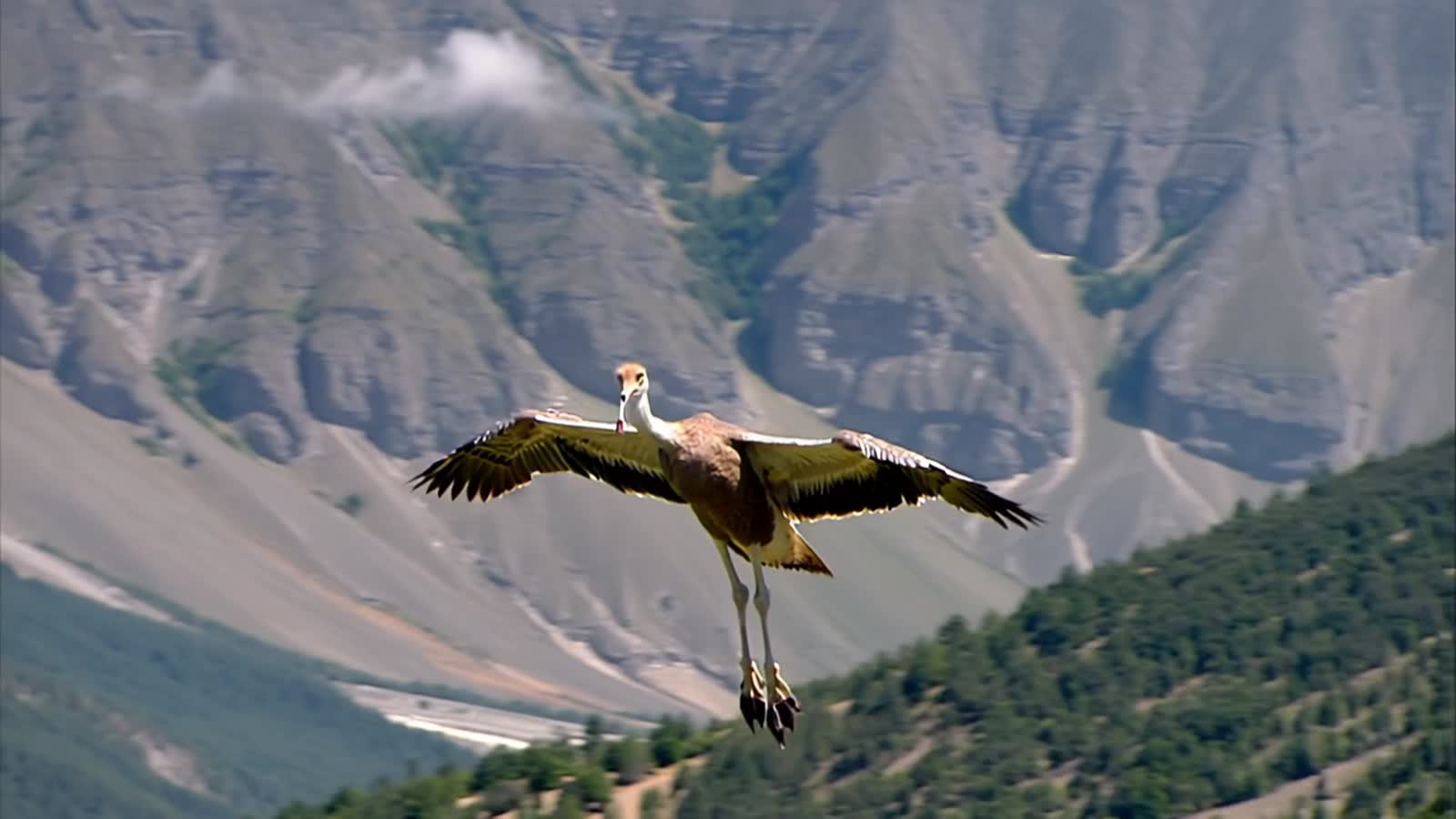 A ostrich flying by the mountain