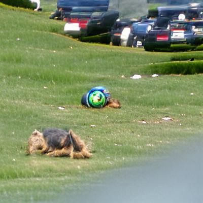 a Yorkie rolling on the grass with a soccer ball next to him
