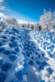 Snow roses YAY
