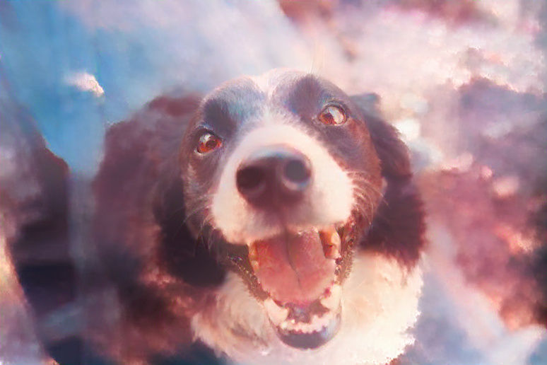 Dog With A Sunset Cloud Pattern.