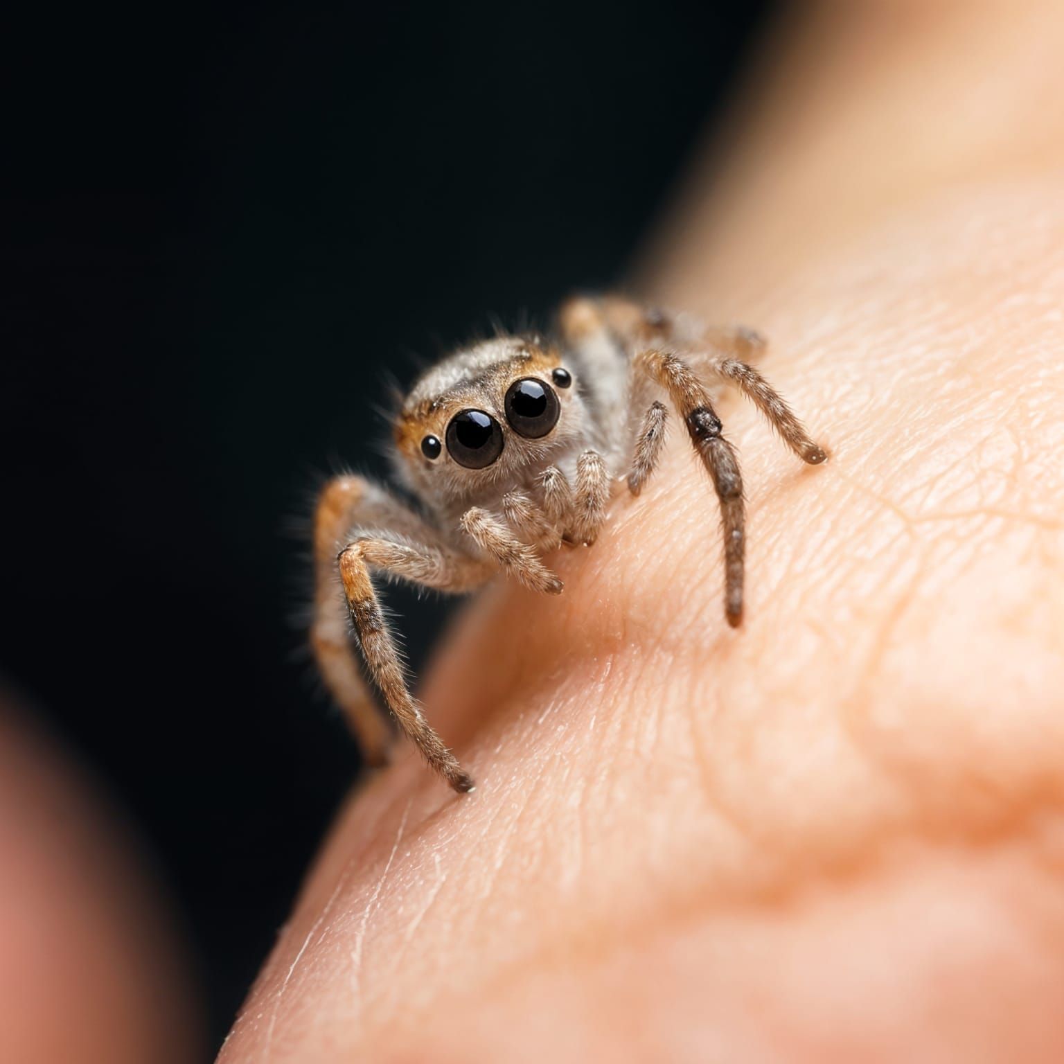 A tiny spider on a human hand   by @Inspirationer