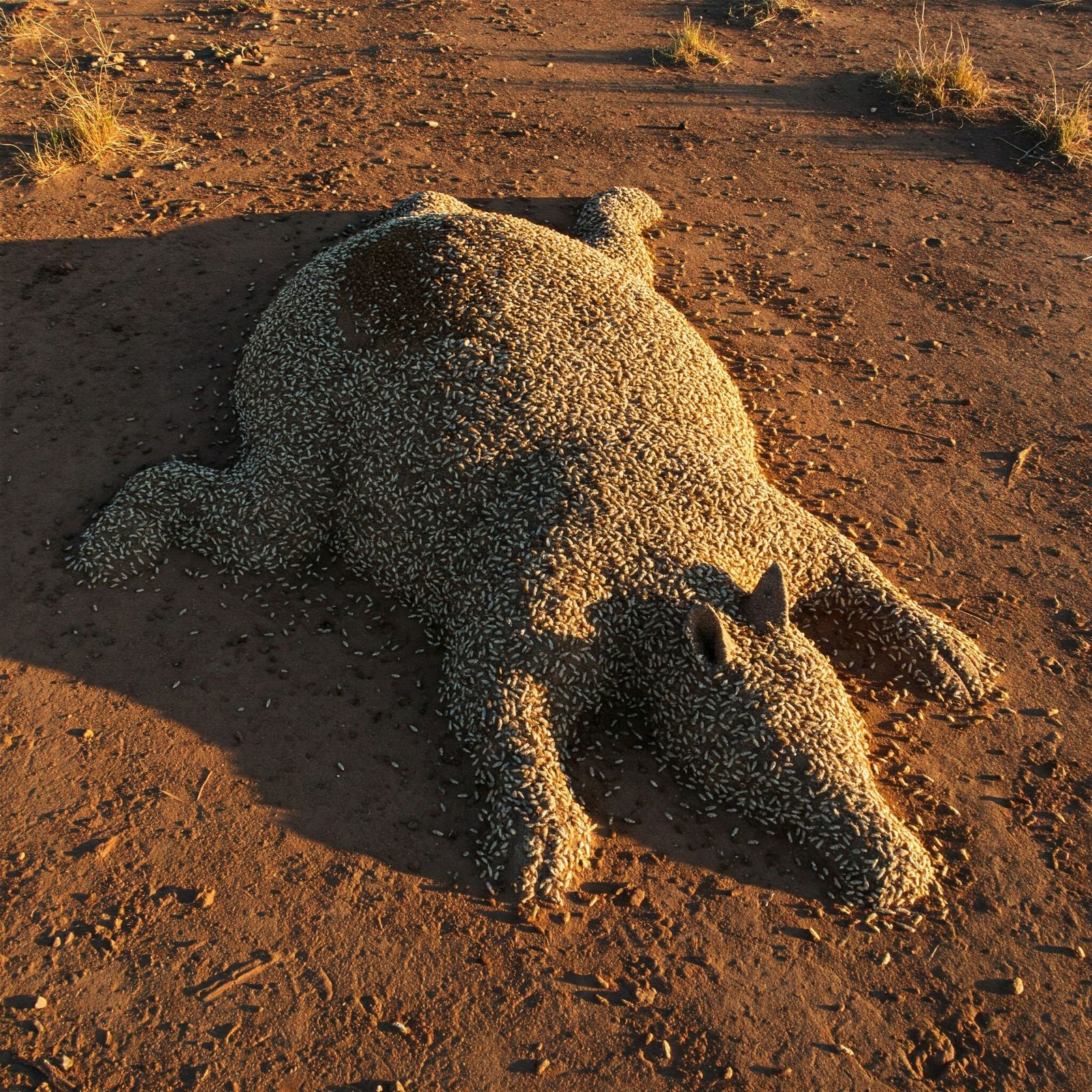 Termite Humour  🐜  3