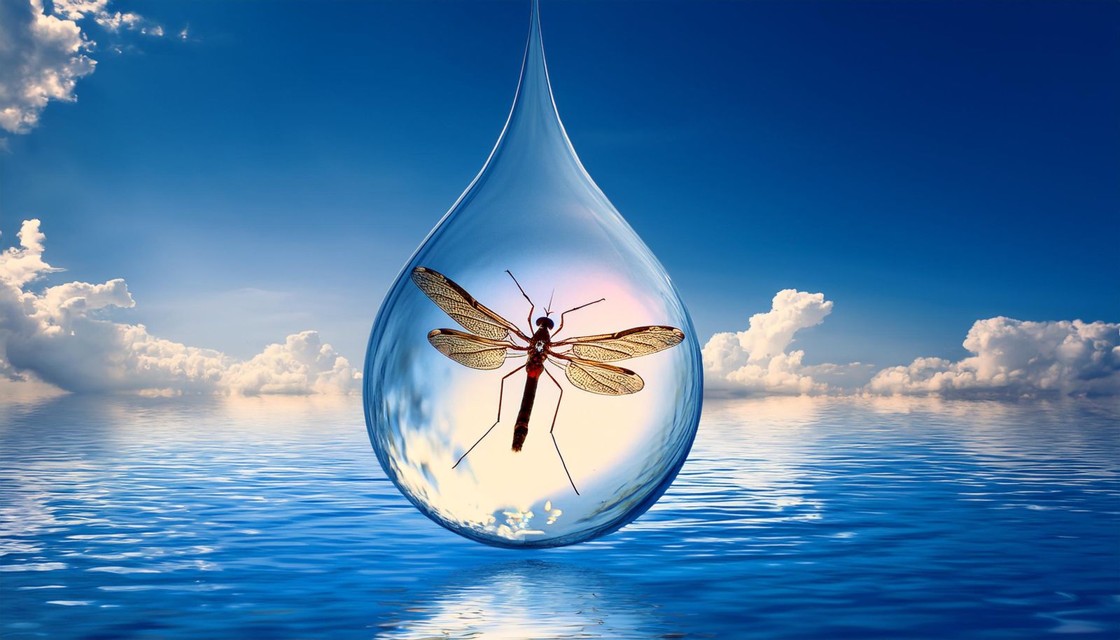 a wWater droplet with a mosquito inside