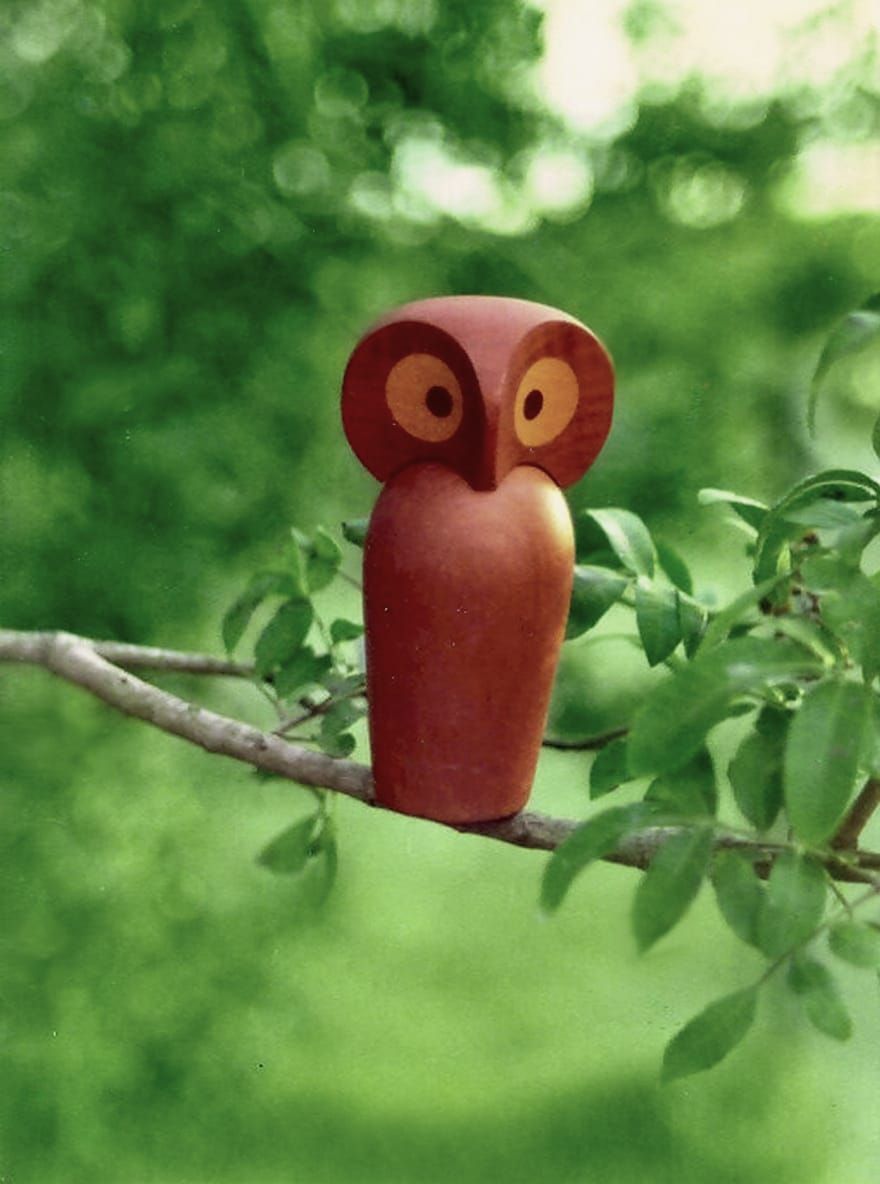 Teak Owl in an Oak Tree