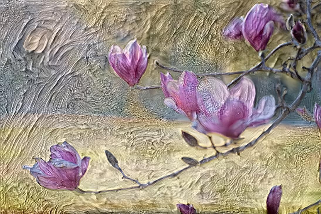 Tulip Tree in bloom 