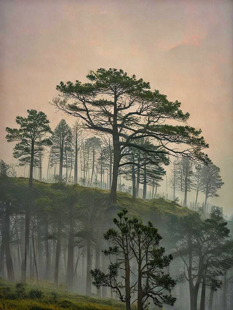 Tree Levels Layered