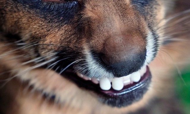 A furry girl with a beautiful smile.