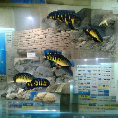 cichlids