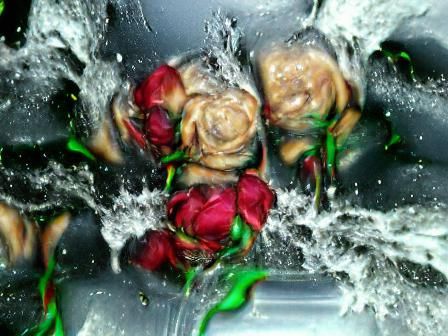 Splashed roses