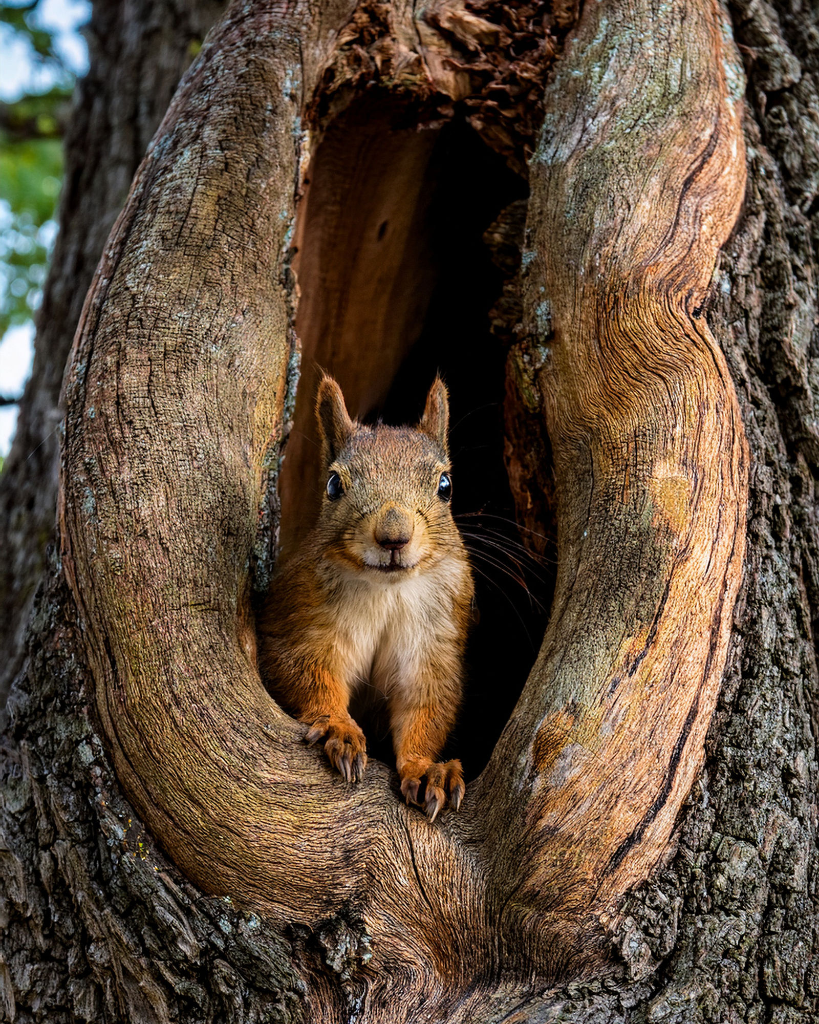 A portrait of a whimsical squirrel