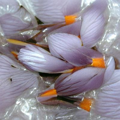 Theresas lilac crocus