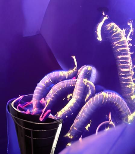 a bin full of garden worms pulsing in a black light