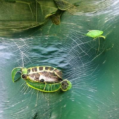 Spider turtle
