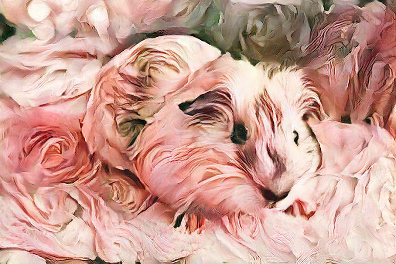flower guinea pig?