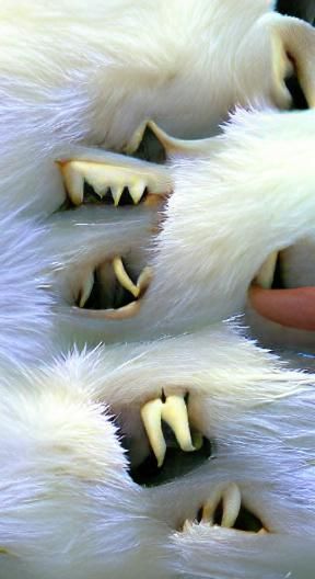 Furry teeth