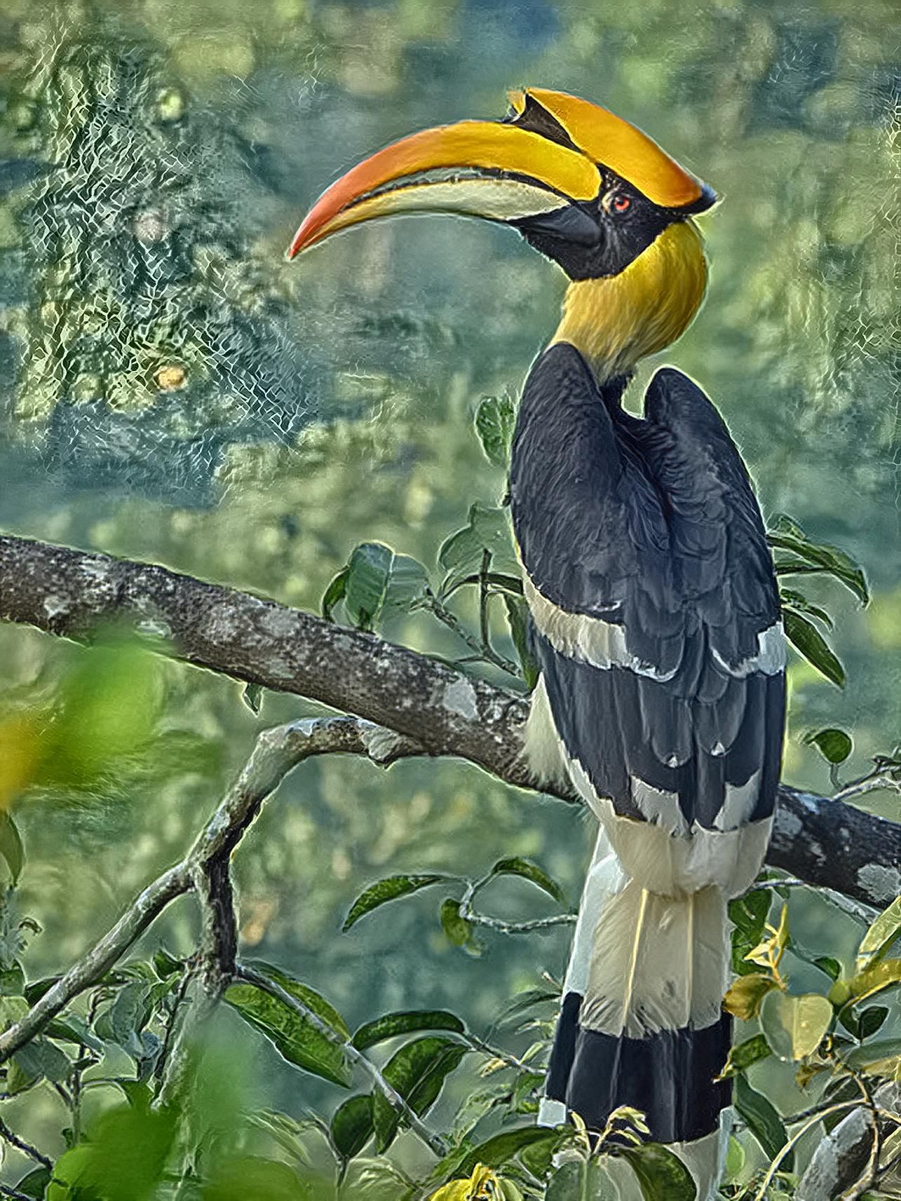 Great Hornbill