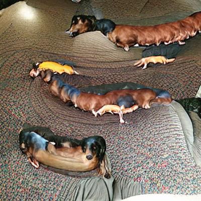 panoramic weiner dog centipede